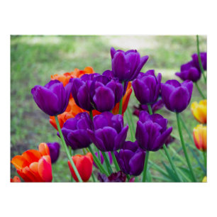 Pôster Tulipas roxas escuras