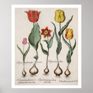 Poster Tulipas: rubens dos maculis do lutea 1.Tulipa; au
