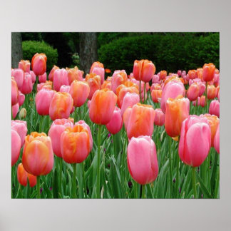 Pôster Tulipas, tulipas, tulipas