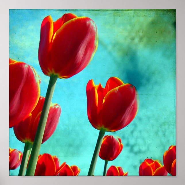 Poster Tulipas Vermelhas (Frente)