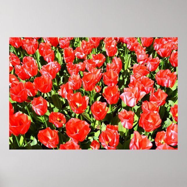 Poster Tulipas vermelhas (Frente)
