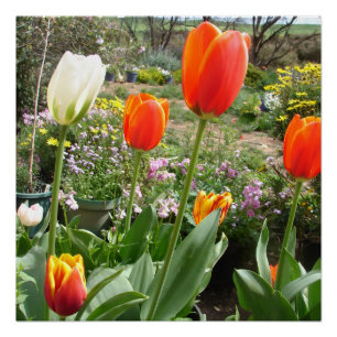 Pôster Tulipas Vermelhas Brancas Tulipas Primavera Nature