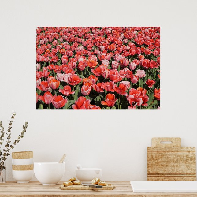 Poster Tulipas Vermelhas de 36"x24" (Cozinha)