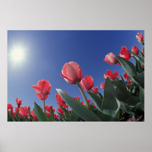 Pôster Tulipas vermelhas de ângulo muito baixo, Cincinnat