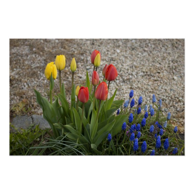 Pôster Tulipas Vermelhas e Amarelas (Frente)