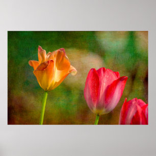Pôster Tulipas vermelhas e amarelas sobre fundo texturiza