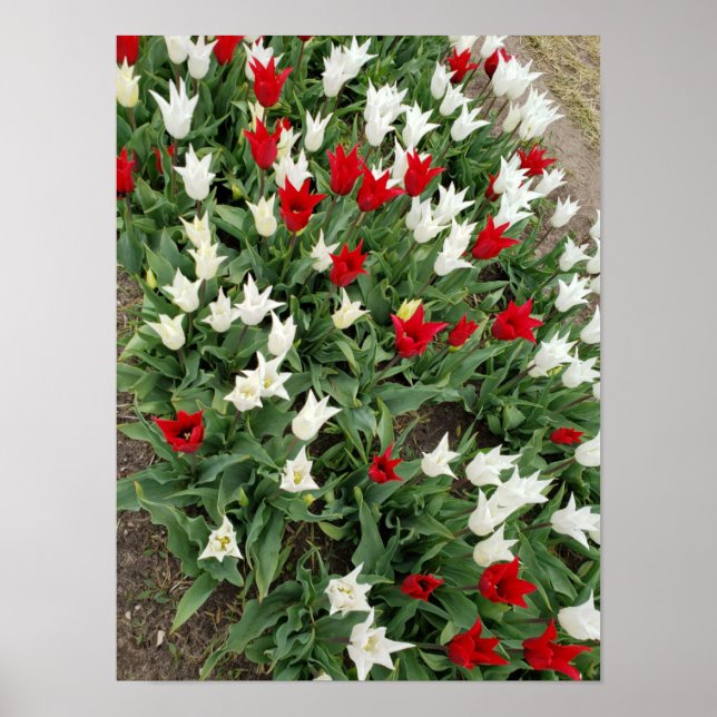 Poster Tulipas vermelhas e brancas (Frente)