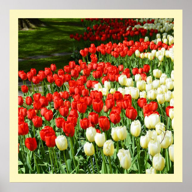 Pôster Tulipas vermelhas e brancas (Frente)