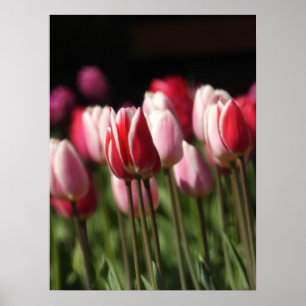 Poster Tulipas Vermelhas e Brancas e Rosa