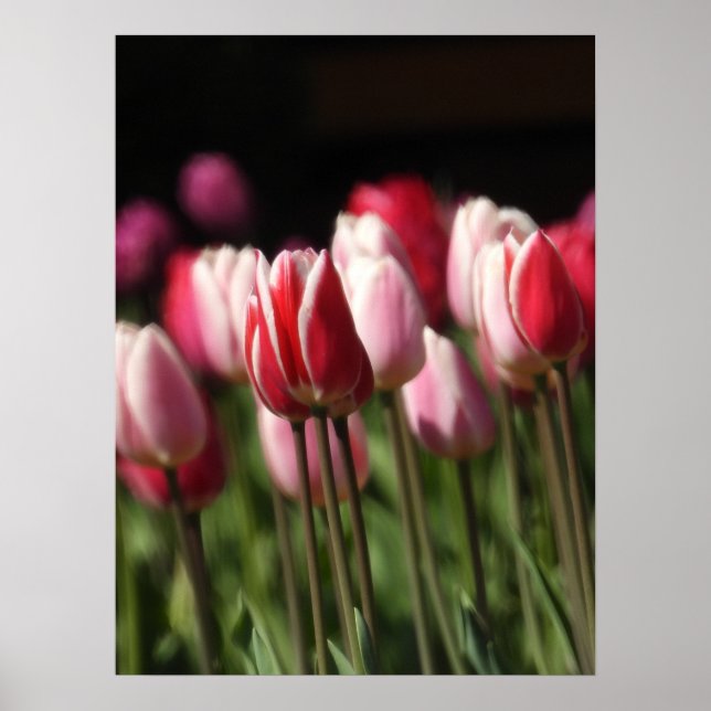 Poster Tulipas Vermelhas e Brancas e Rosa (Frente)
