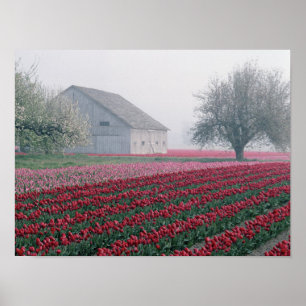 Poster Tulipas vermelhas e cor-de-rosa saudam o dia com u