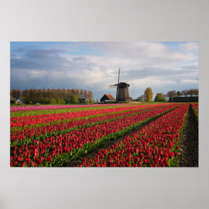Poster Tulipas vermelhas e um moinho de vento