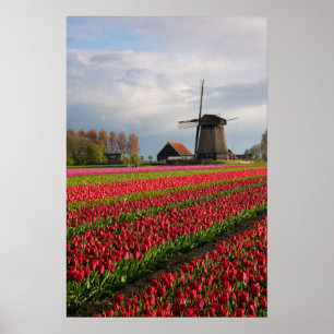 Poster Tulipas vermelhas e um moinho de vento