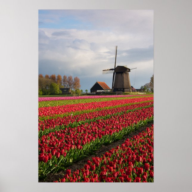 Poster Tulipas vermelhas e um moinho de vento (Frente)