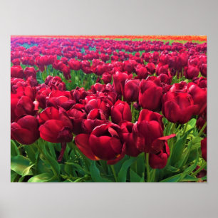 Poster Tulipas Vermelhas em um Campo, Oregon