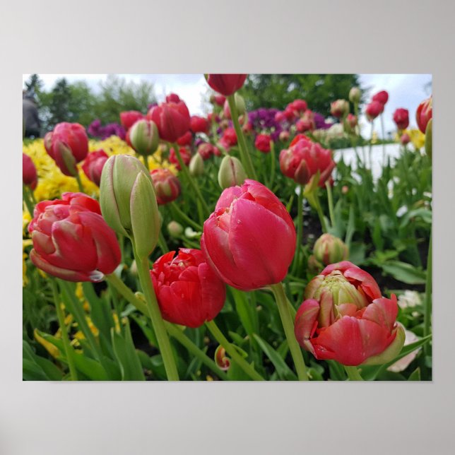 Poster Tulipas vermelhas Primavera (Frente)
