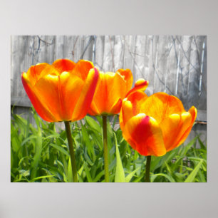 Poster Tulipas Vermelhos Amarelas
