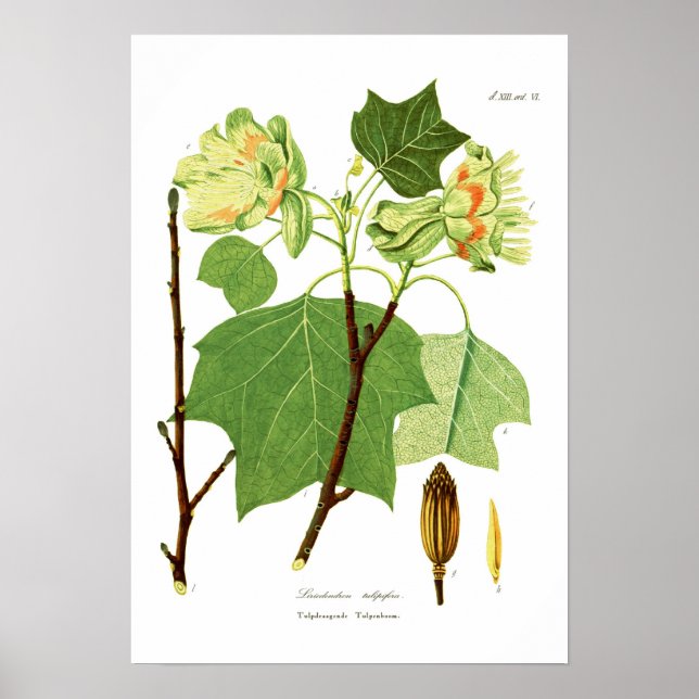 Poster Tulipifera (Frente)