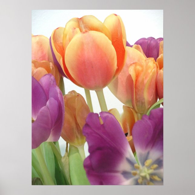 Poster TULIPS (Frente)