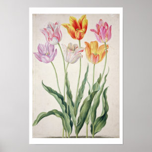 Pôster Tulips, do "Nassau Florprivilegium" (c/c no papel