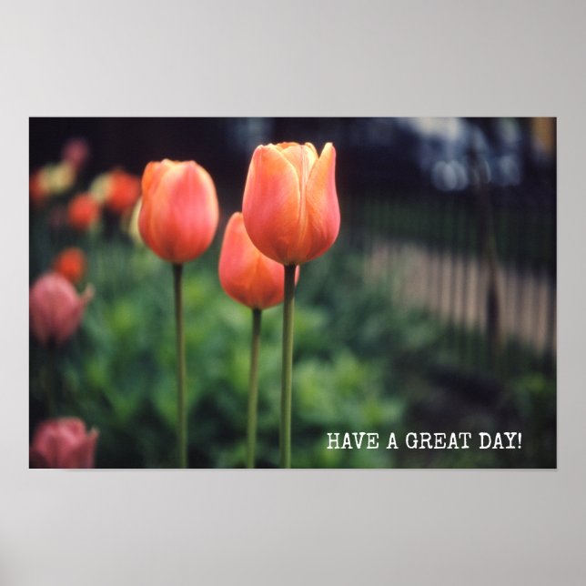 Pôster Tulips Floral Tulips Garden Primavera (Frente)
