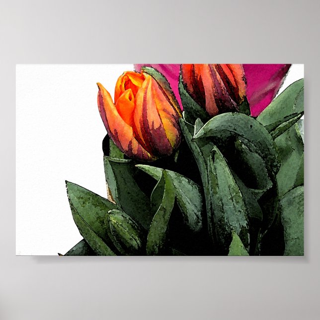 Poster Tulips Novamente (Frente)