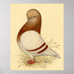 Poster Tumbler Pigeon: LFCL Mealy