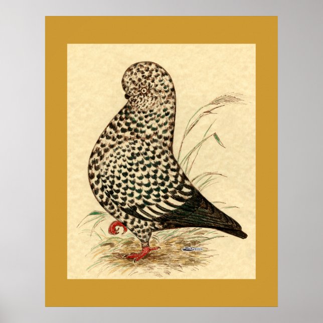 Pôster Tumbler Pigeon LFCL Splash (Frente)