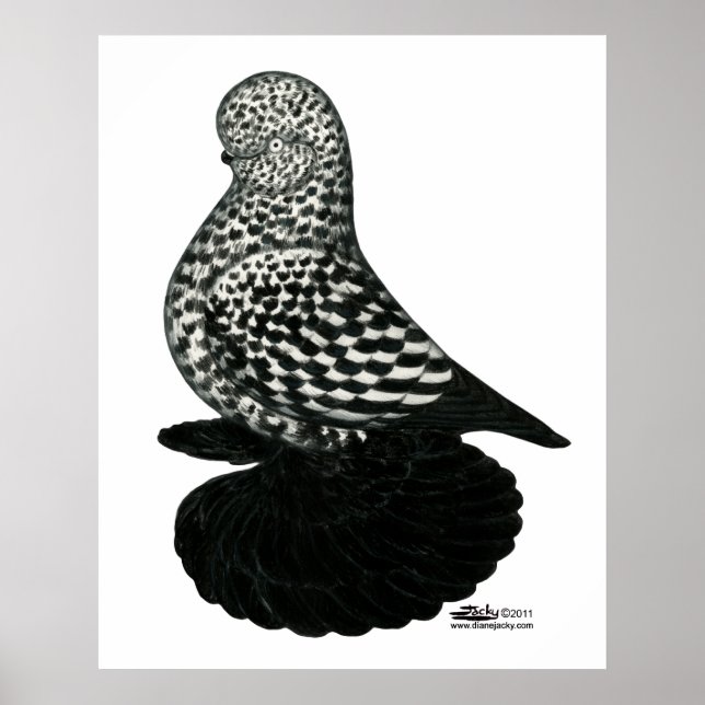 Poster Tumbler Splash Muffed Pigeon 2 (Frente)