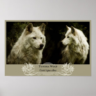 Poster Tundra Wolf 11x17