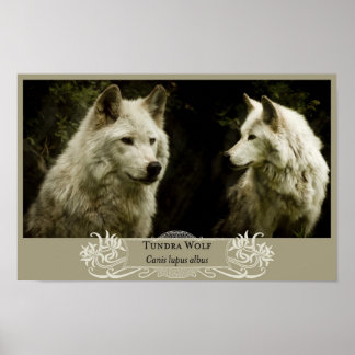 Poster Tundra Wolf 11x17