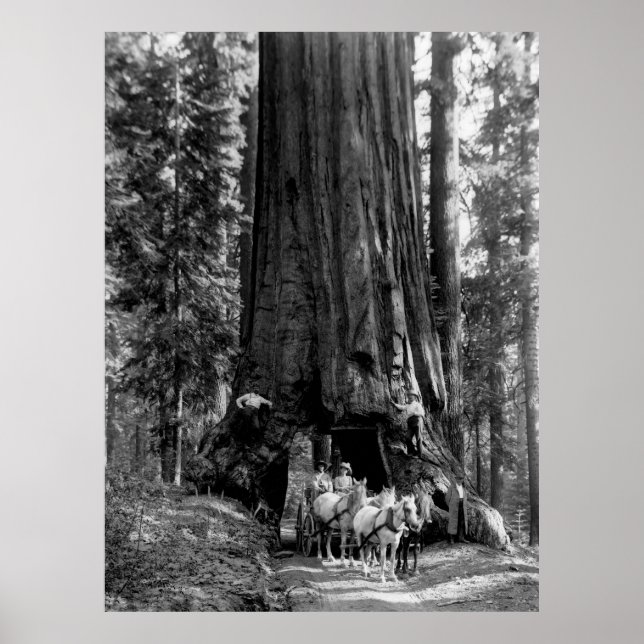 Poster TÚNEL REDWOOD c. 1902 (Frente)