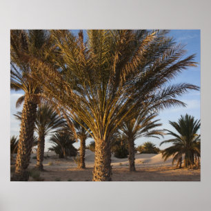 Poster Tunísia, Deserto do Saara, Douz, Grande Duna, palm