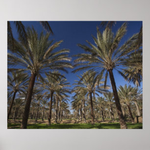 Poster Tunísia, Deserto do Saara, Douz, Zona Turística, 2