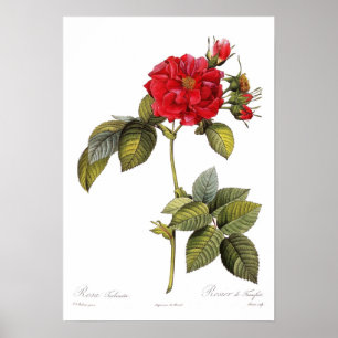 Poster Turbinata de Rosa
