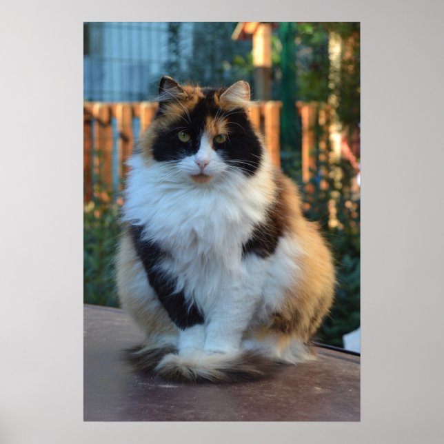 Pôster Turco Van (Frente)