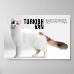 Poster Turco Van Cat Breed
