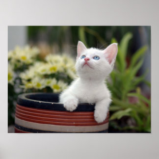 Pôster Turco White Kitten