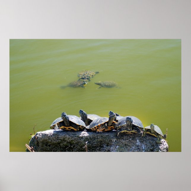 Pôster turfa (Frente)