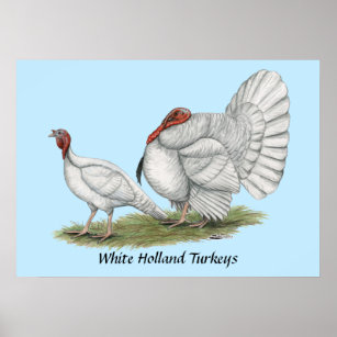 Poster Turkeys White Hollands