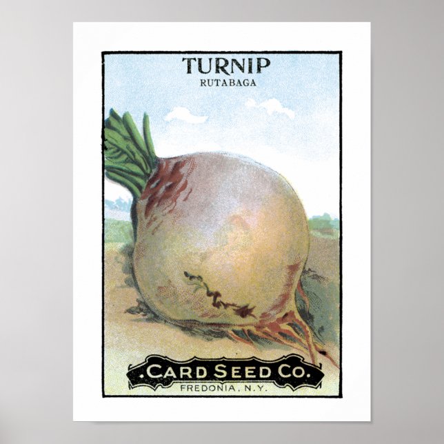 Poster Turnip Vintage Seed Packet (Frente)