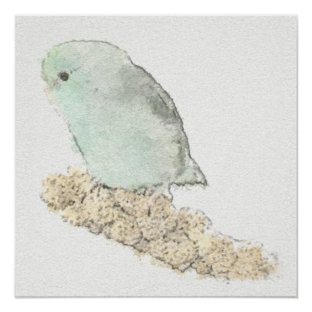 Pôster Turquesa Parrotlet em Millet Watercolor (Frente)