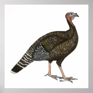 Pôster Turquia: Galinha de bronze padrão