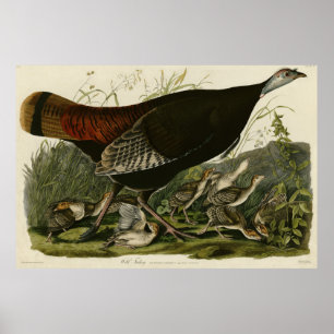 Poster Turquia Selvagem das Aves da América de Audubon