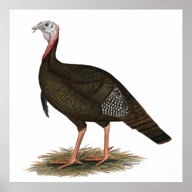 Pôster Turquia: Tom Selvagem Oriental (Frente)