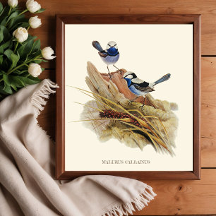 Poster Turquoisine Superb Warbler, Aves Vintage