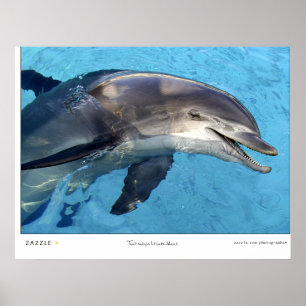 Poster Tursiops Truncatus