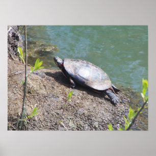 Pôster Turtle2