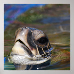 Poster Turtle Head