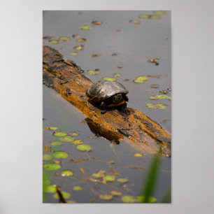 Poster Turtle on Log, Inniswood Metro Gardens, Ohio
